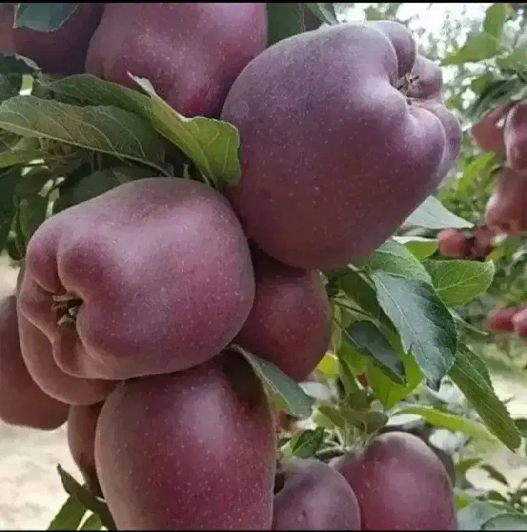 ویلا باغ ( کیلومتر ۲ خمین به الیگودرز)