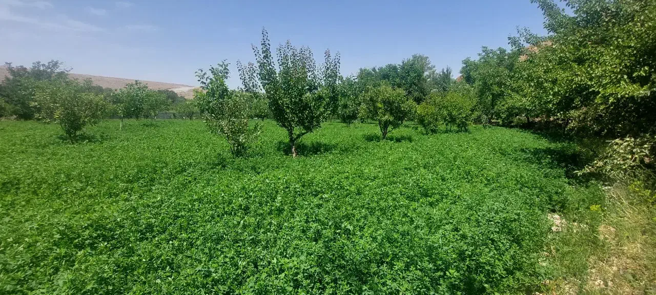 باغ سعید اباد