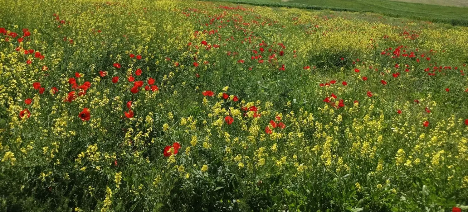 زمین کشاورزی با متراژ 560متر