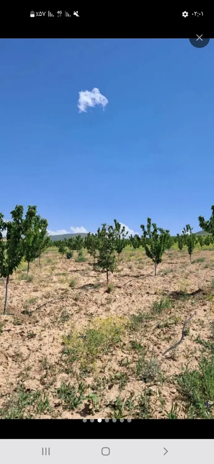 زمین باغی