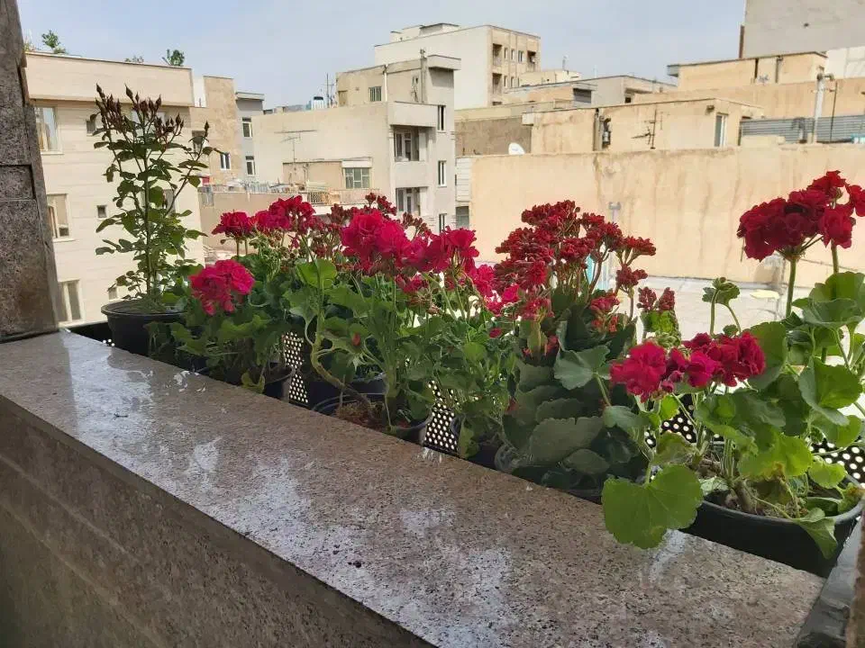 ۴۰متر به بالا_پیروزی