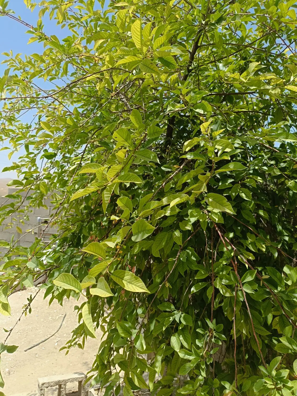 مسکونی و دامداری