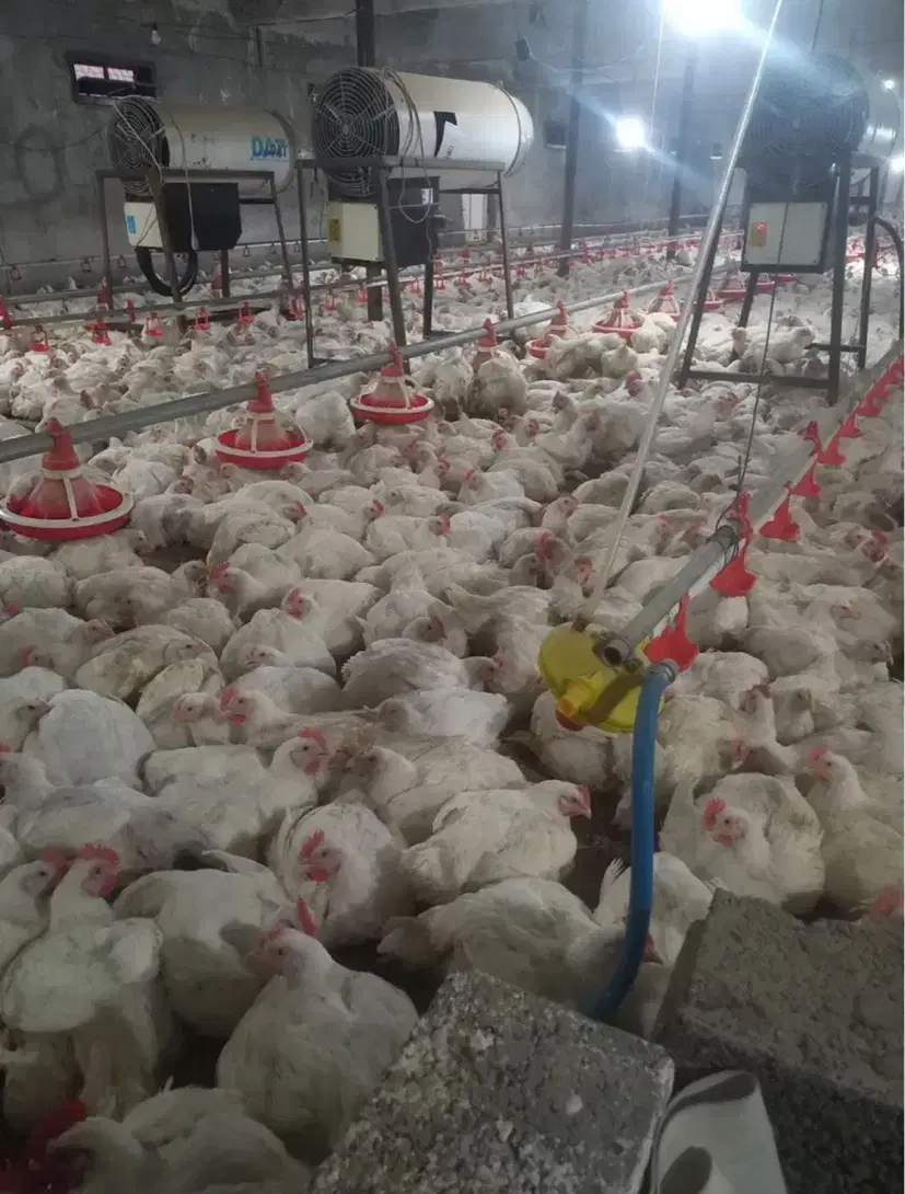 فروش مرغداری گوشتی کاملا مجهز