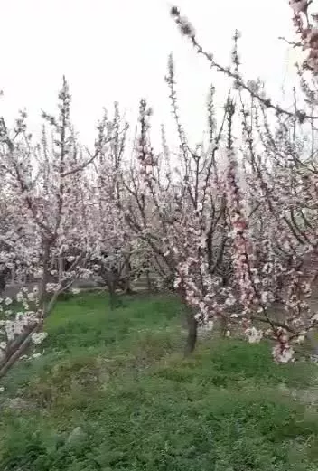 فروش وتهاتر چهار دیواری ۲۵۰۰متری مشجر باغچه