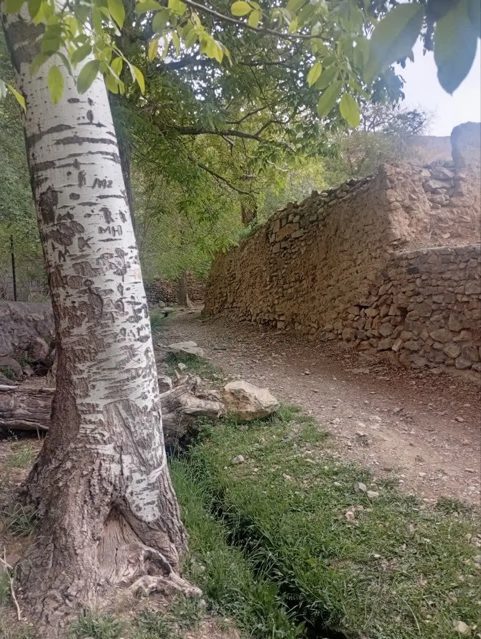 ۵۰۰ متر زمین روستای ریز داخل بافت