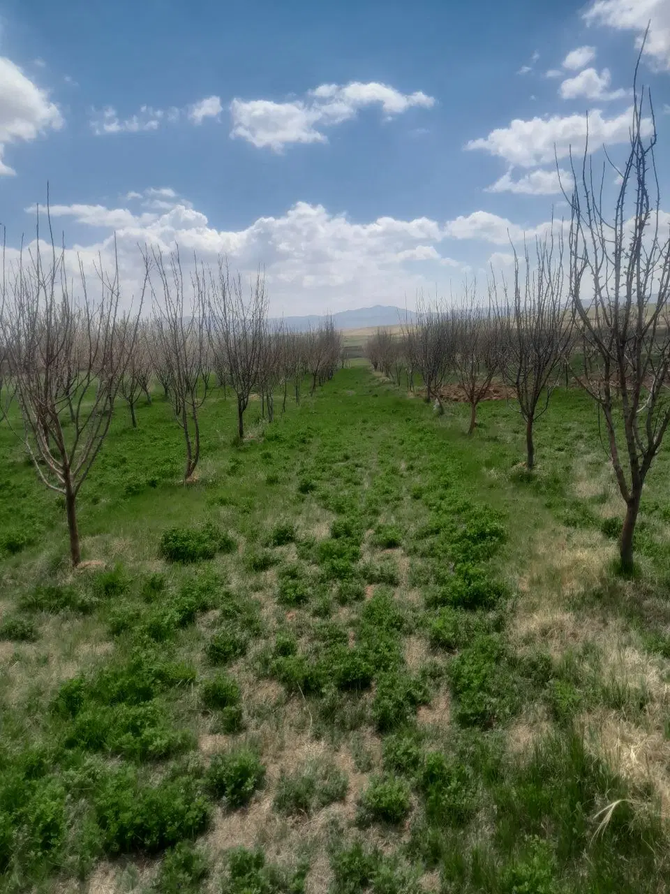 باغ شخصی جاده قدیم تهران