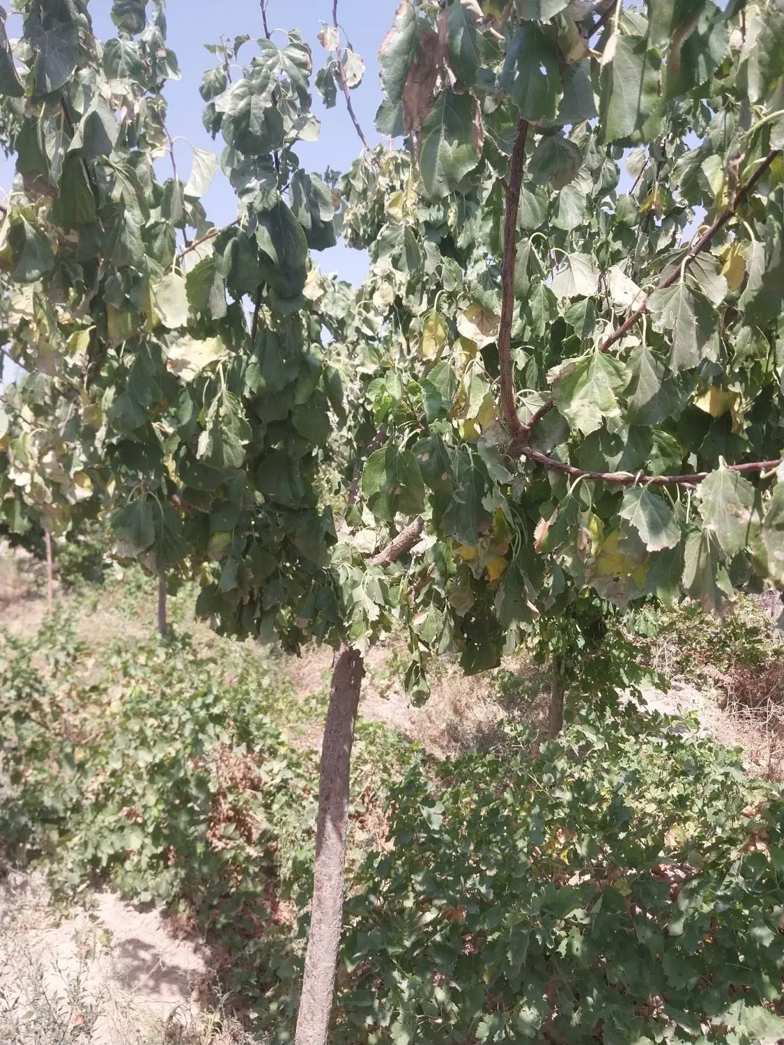 نوده رباط کریم ۱۱۰متر زمین