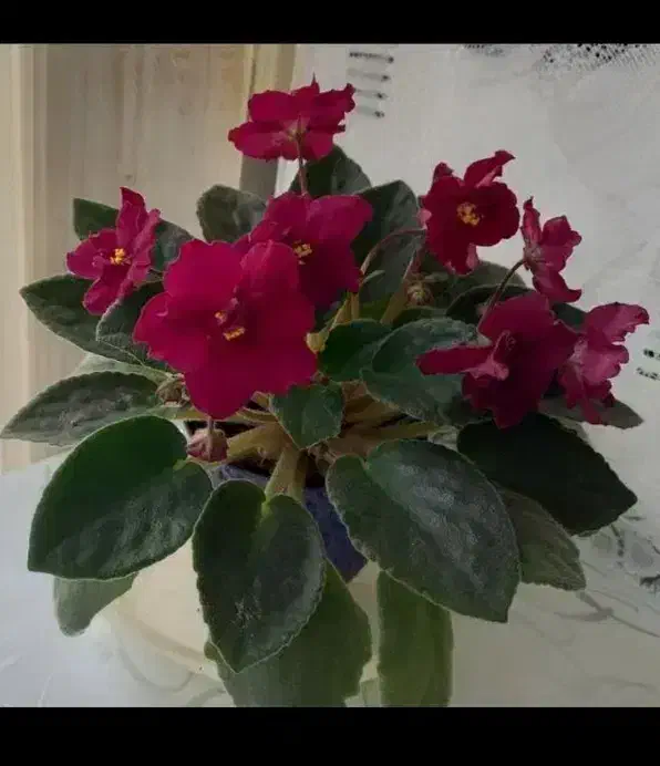 باغشهر شقایق