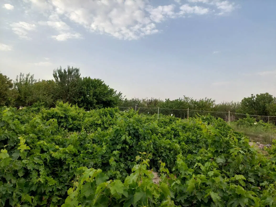 فروش باغ و زمین کشاورزی