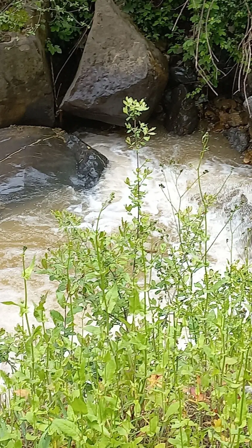 زمین کلنگی