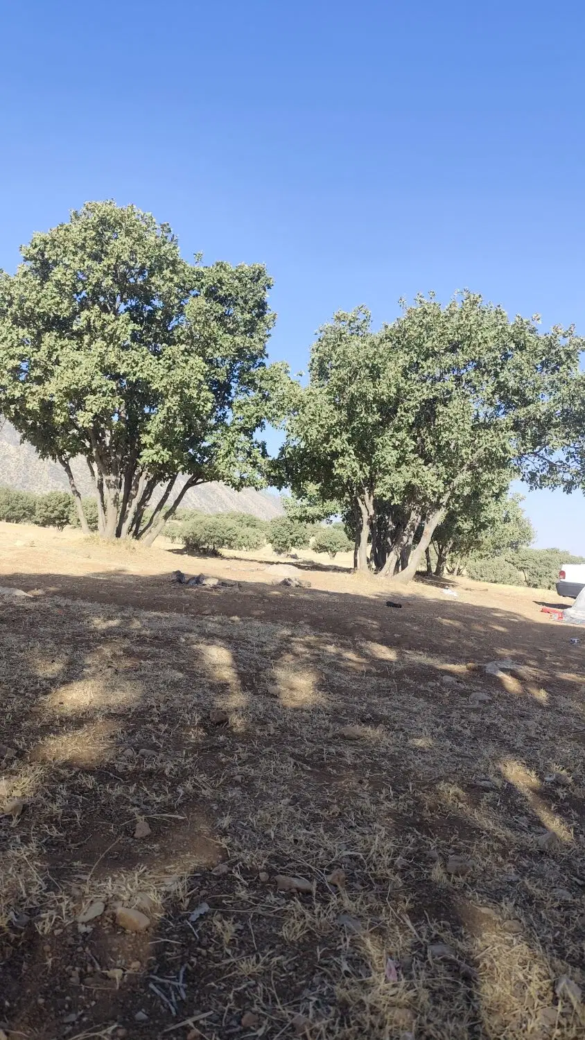 زمین مسکونی امید 18 کو بسیجیان