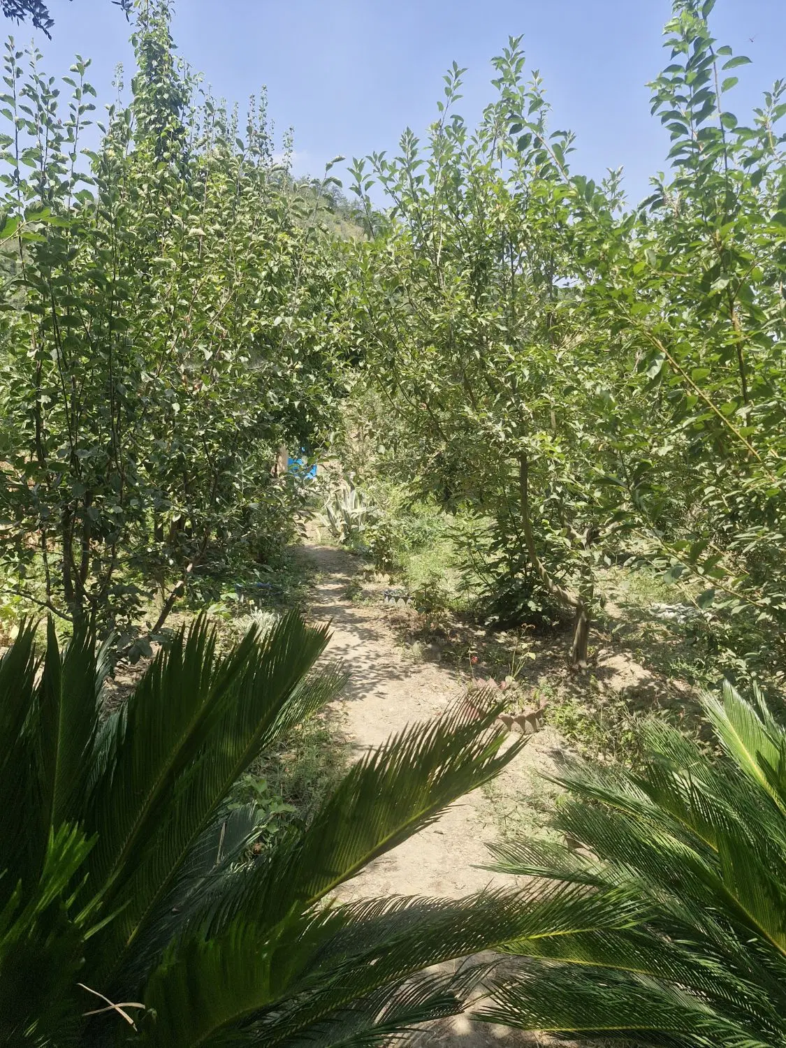فروش باغ
