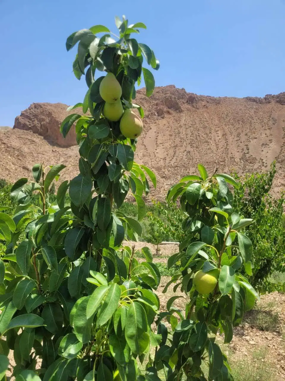 فروش باغ در آستانه