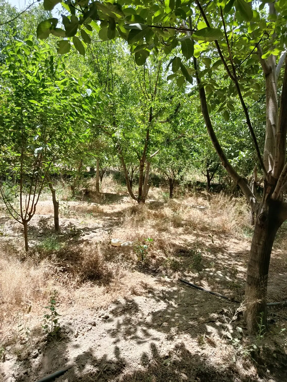 باغ کرهرود