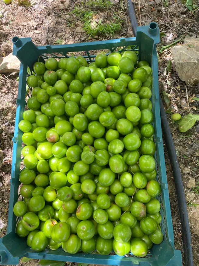 باغ ۱۴۰۰ متری