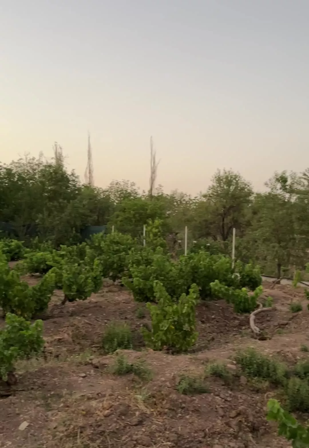 باغ ویلا روستای جوزه (۴کیلومتری دستجرد)