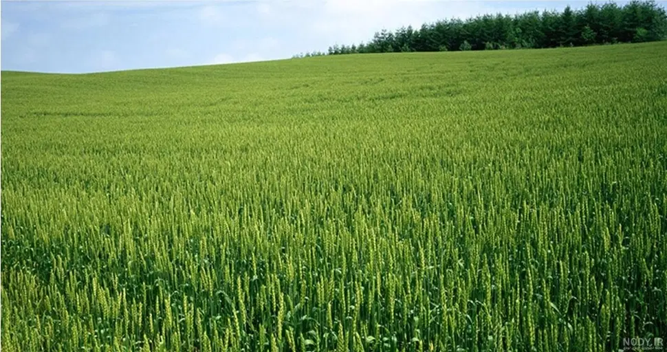 زمین فروشی