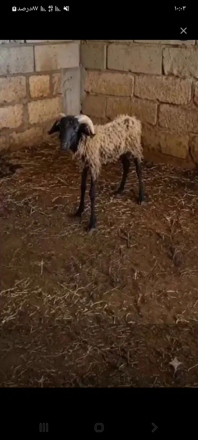 معاوضه با منزل زیبا شهر (کوپیته)