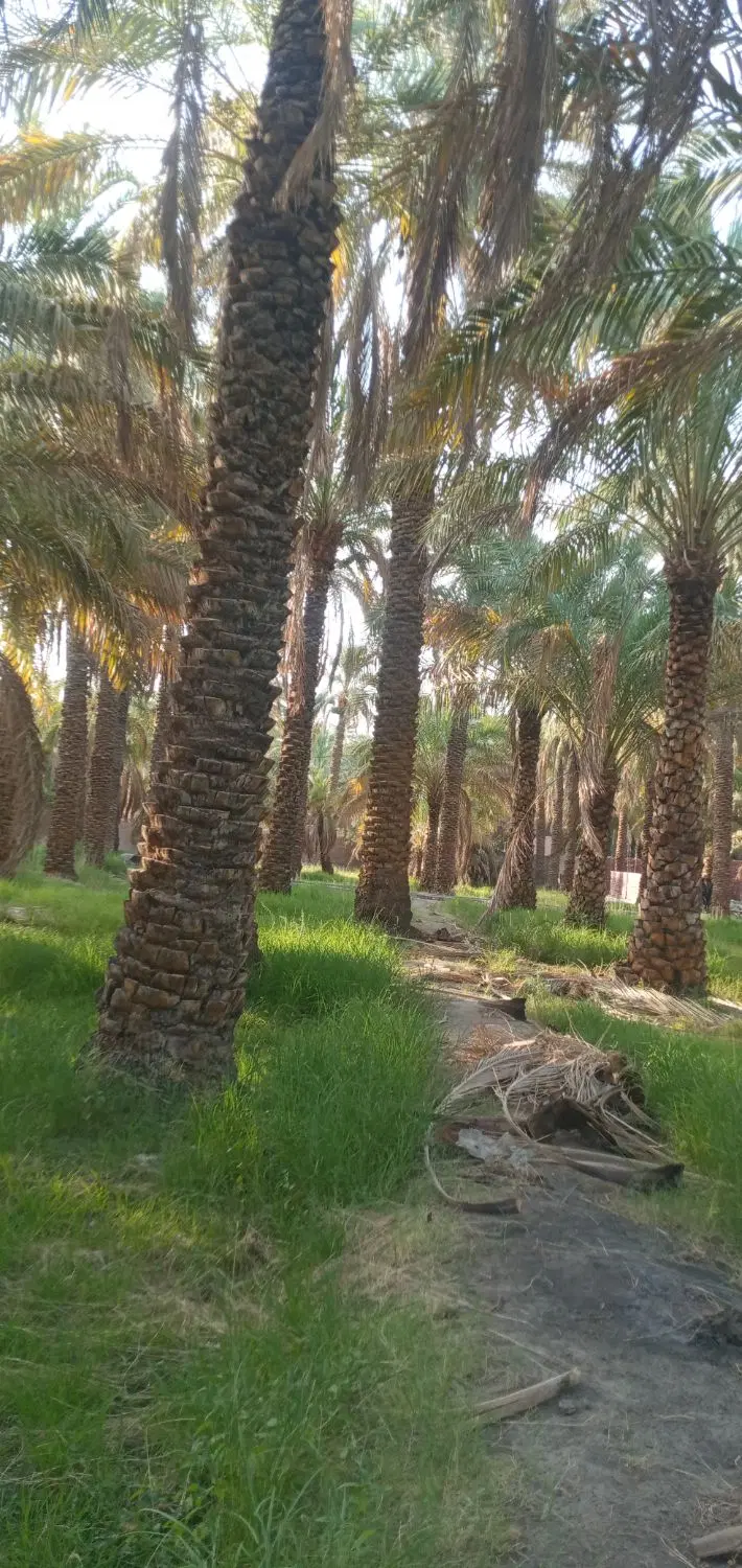 فروش زمین باغی