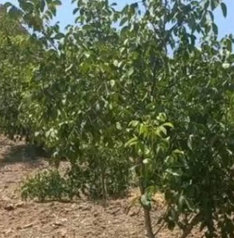 باغ فندق وشنوه