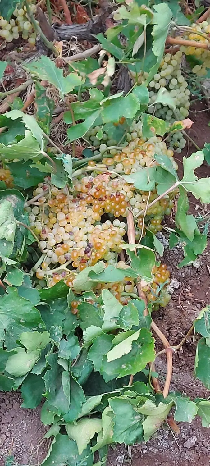 اجاره انگور باغ