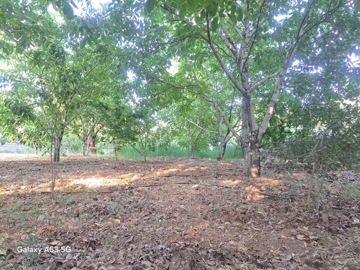 باغ گردو