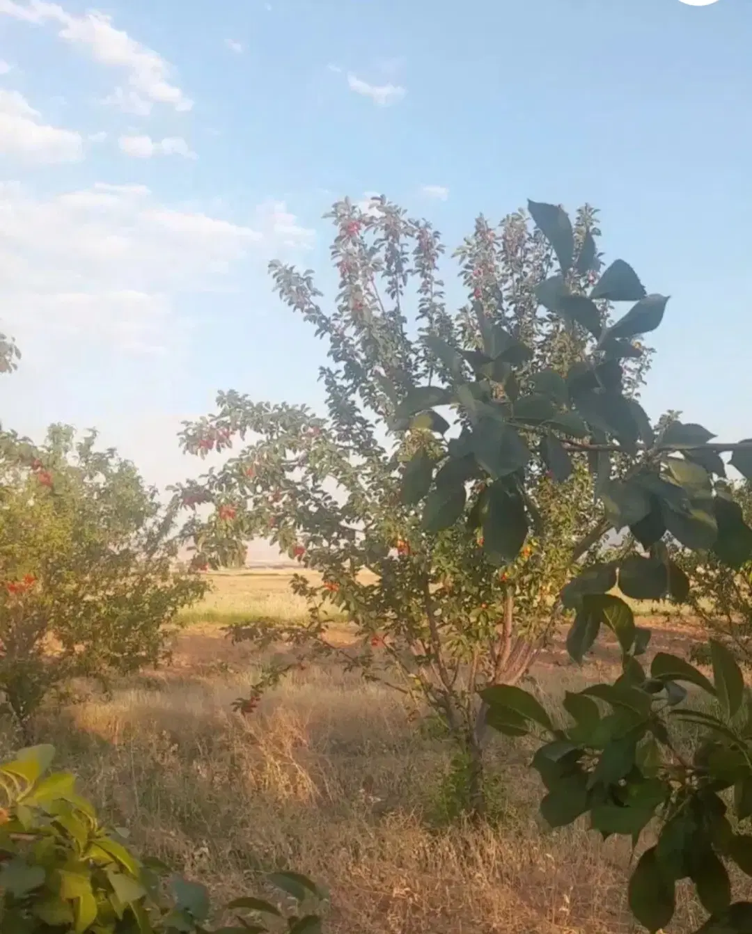 باغ آزادمرزآباد