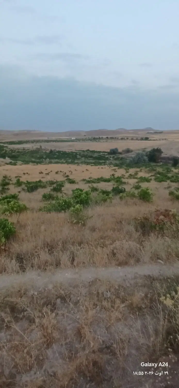 باغ انگور روستای محسن آباد