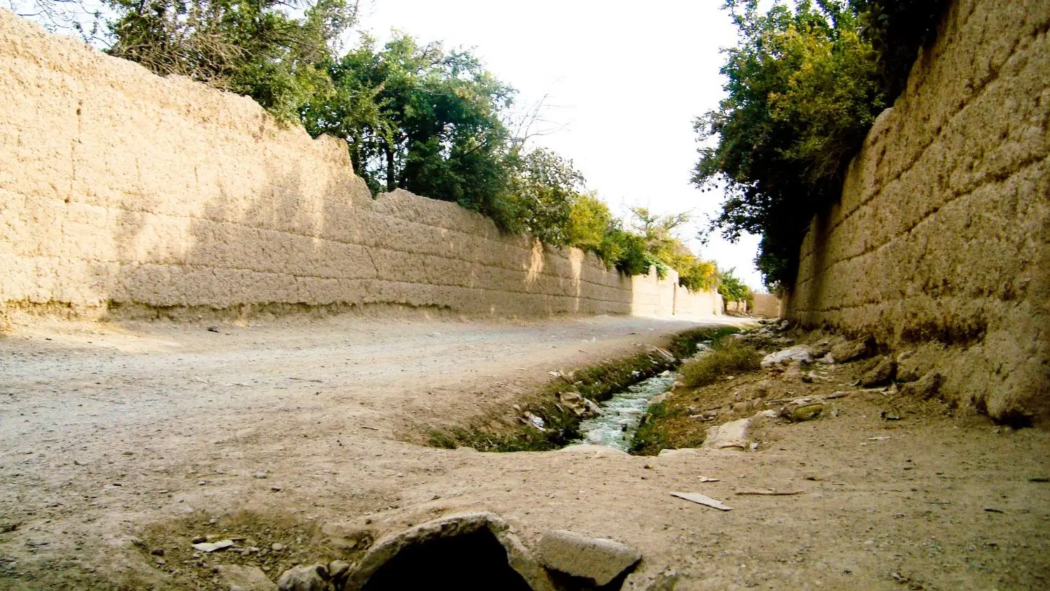 باغ جریه سند تک برگ