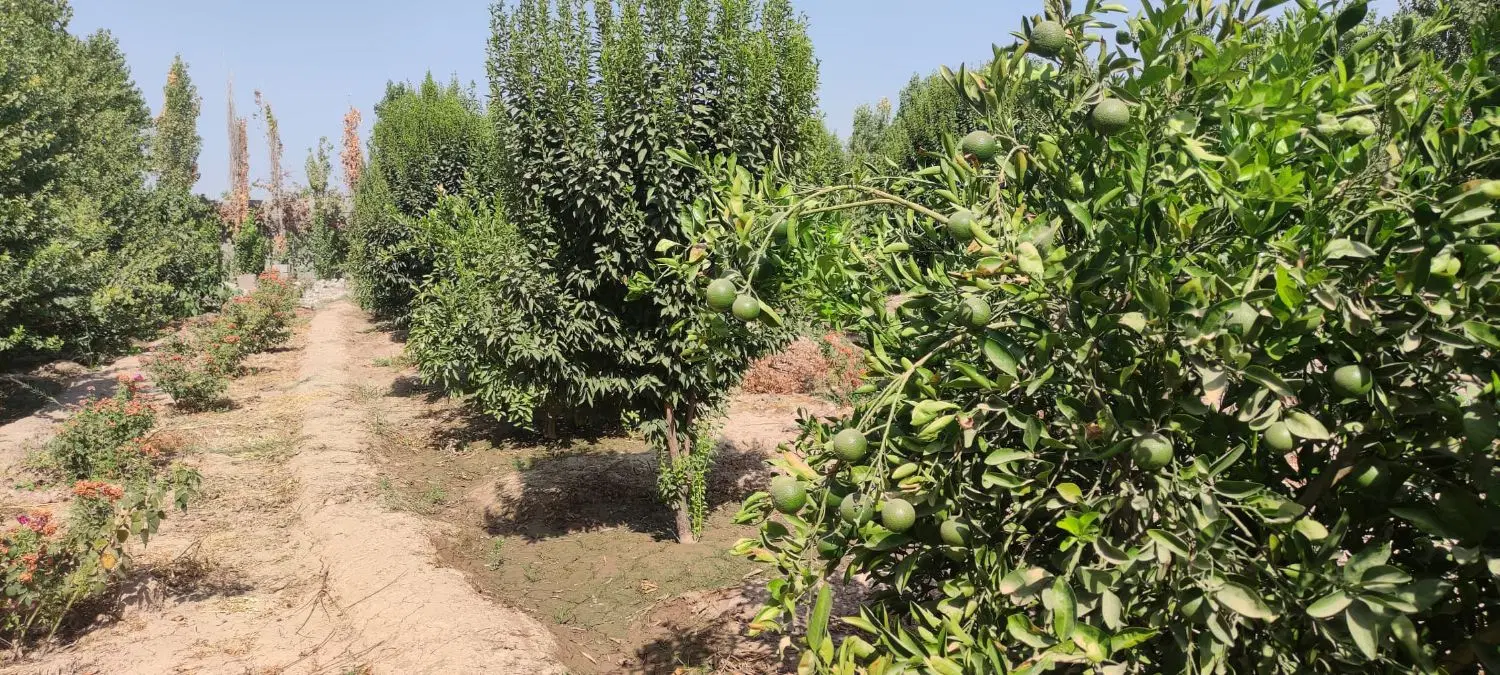 ۱۱۰۰ متر باغ . سر جاده اصلی . قیمت ۲۴ ساعته