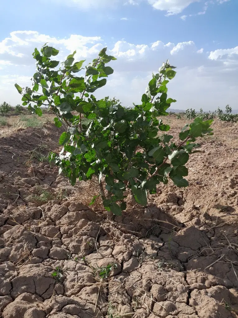 زمین پسته کشاورزی با یک شبانه روز آب (نیشابور)