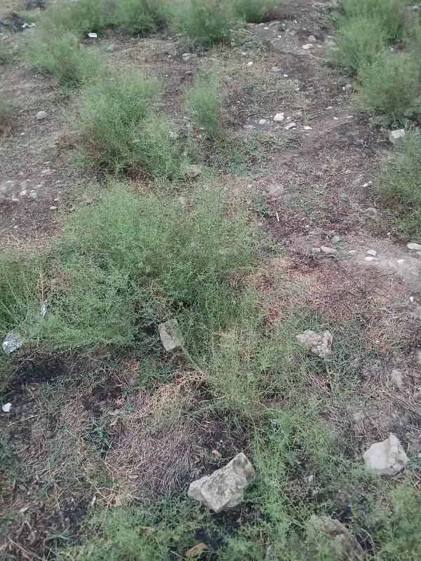 زمین مسکونی