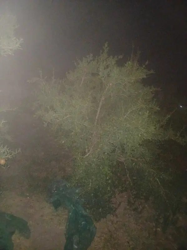 ۵هکتار زمین