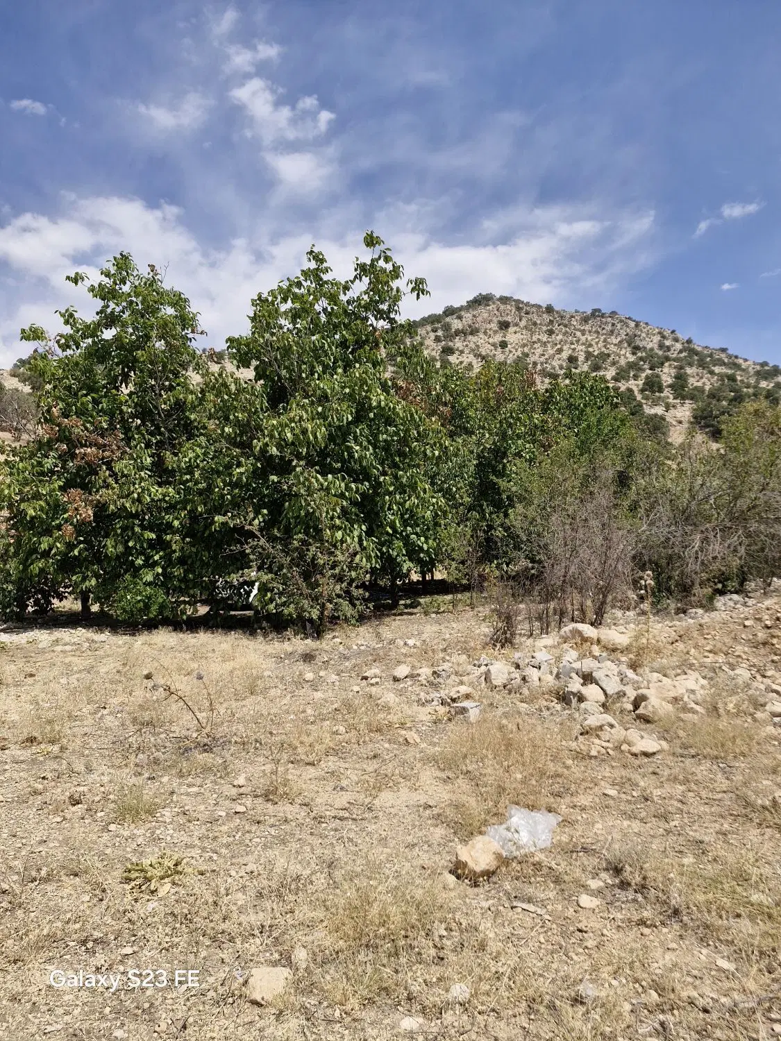 خونه وباغی