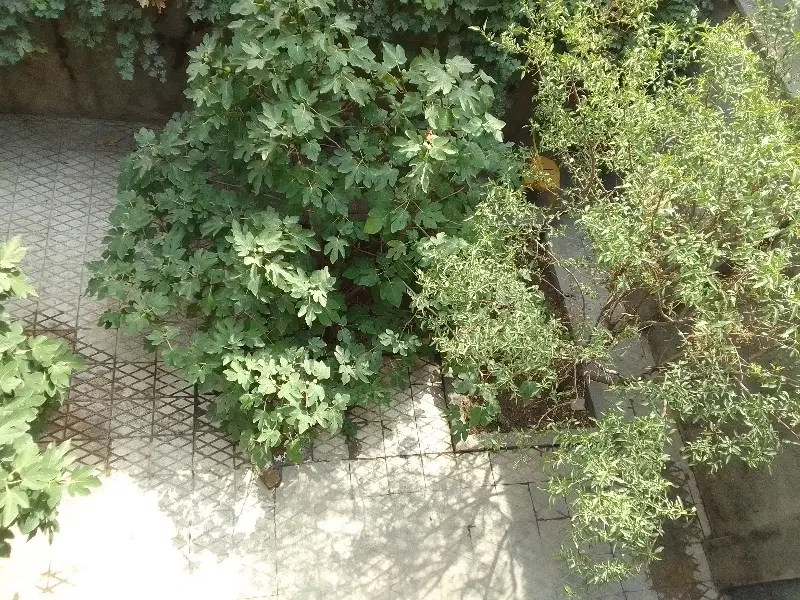 اجاره کلانتری 11