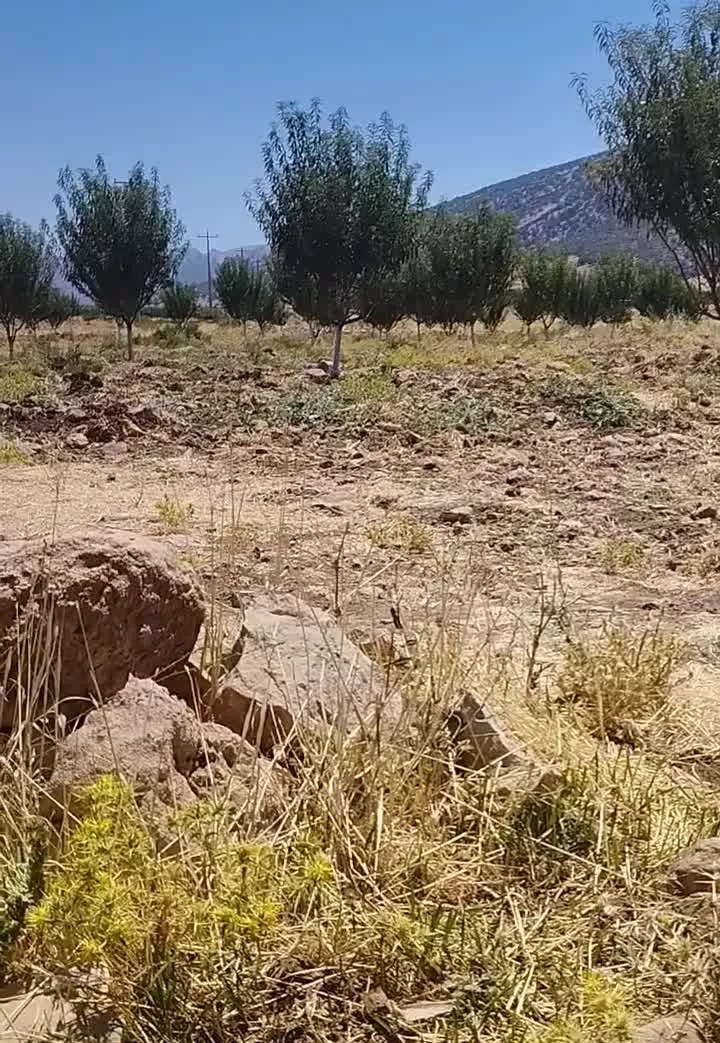 باغ