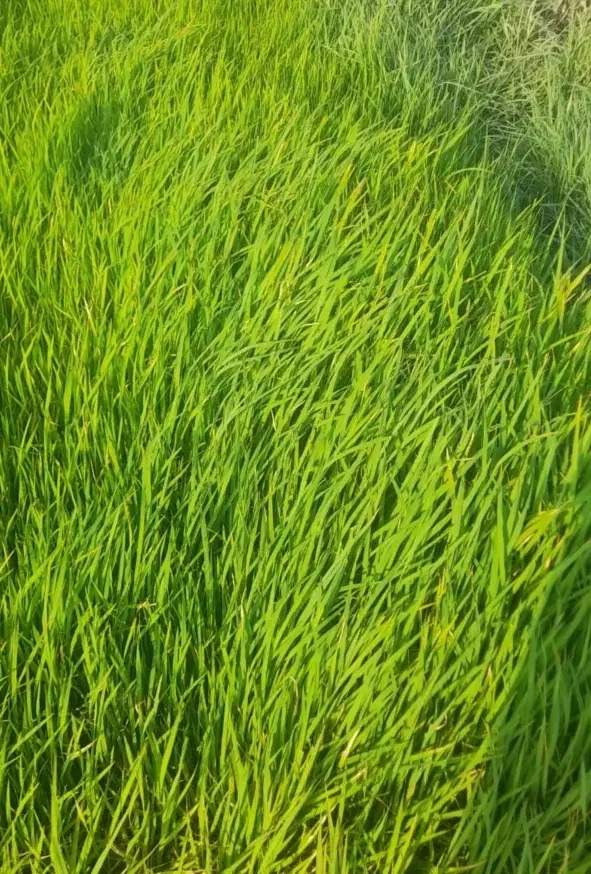 زمین برنج کاری