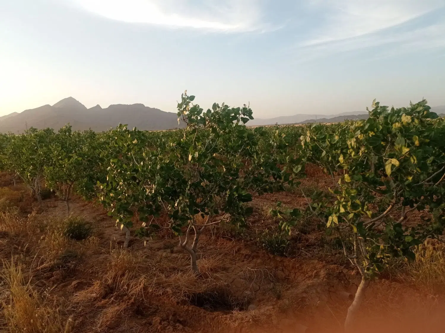 باغ پسته 10ساله ثمری
