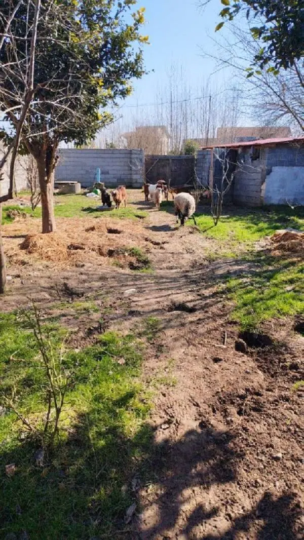 زمین اصفهان - خیابان رشتی‌ها 520 متری