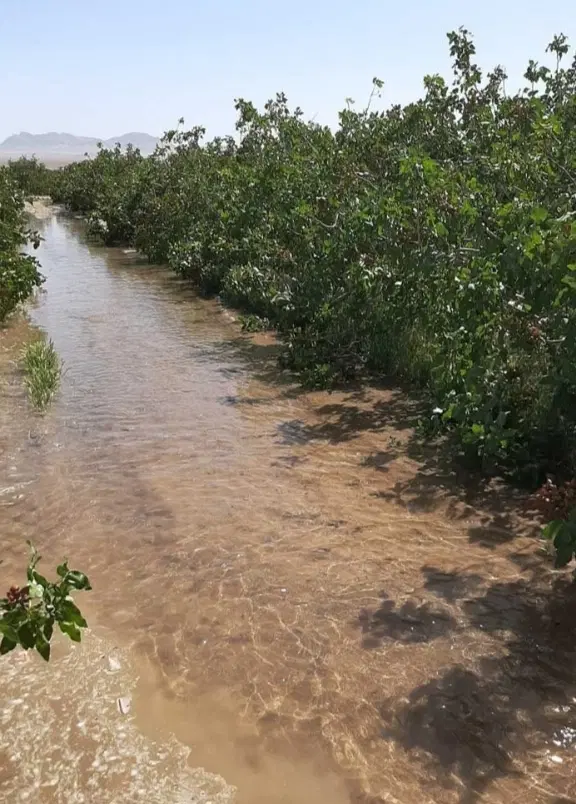 فروش زمین جهت سرمایه گذاری مادامالعمر