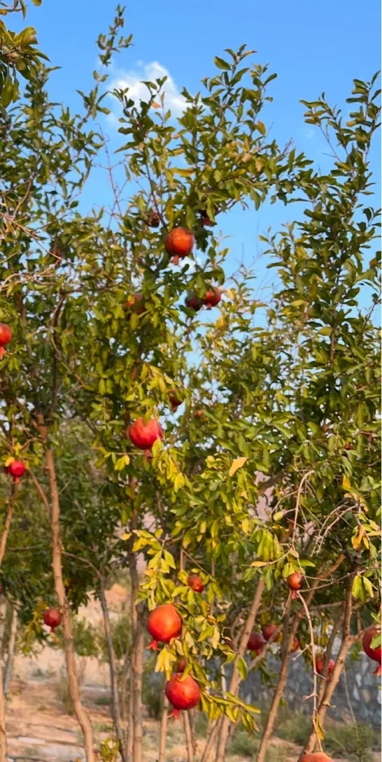 زمین زراعی مشجر