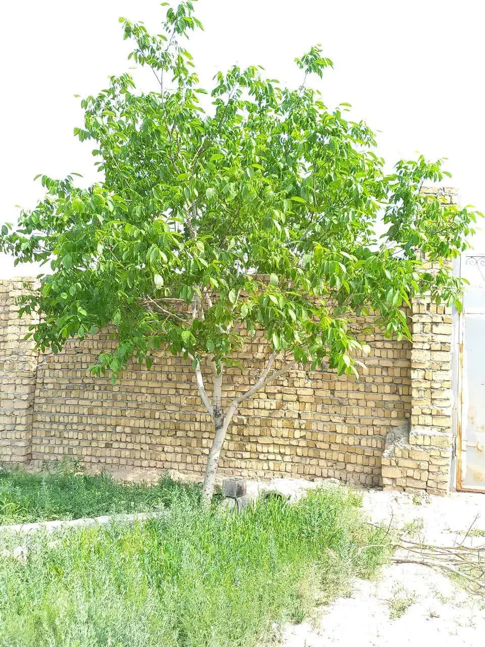 باغ ۱۰۰۰ متری سند دار