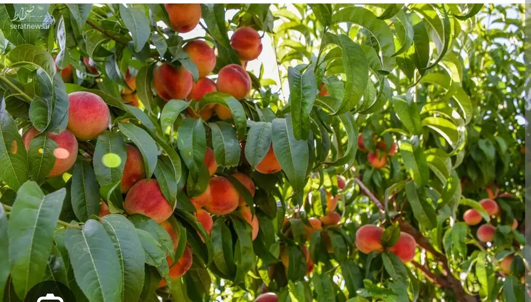 باغ شهرستان شبسترکافی الملک