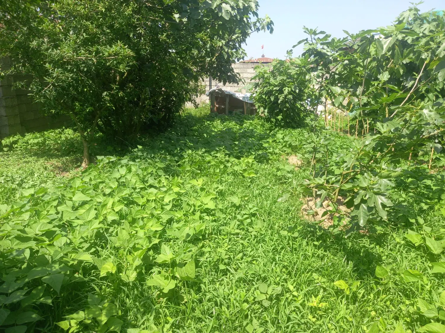 ۳۱۱متری کوچه هشت متری.برزمین۱۱