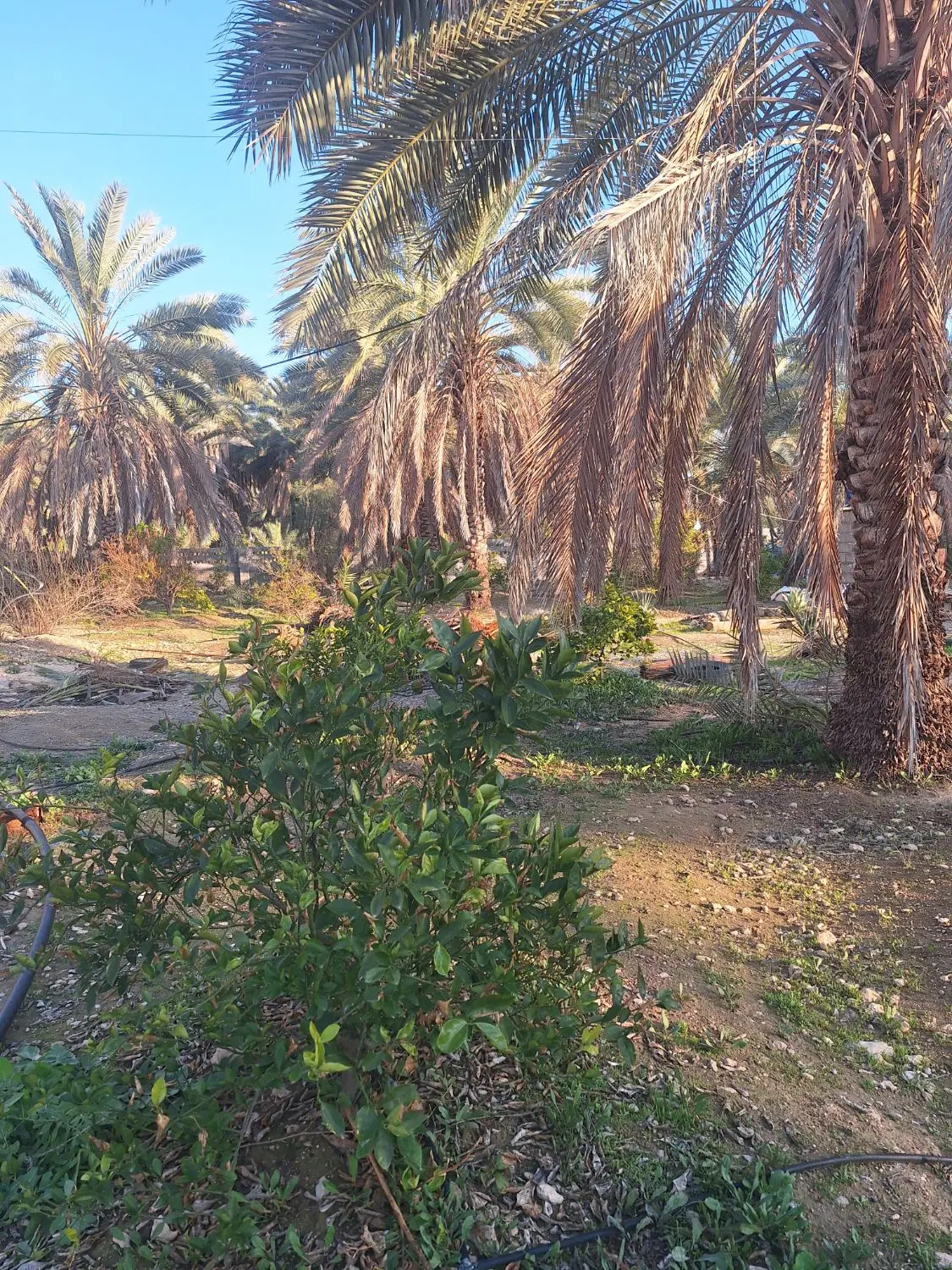 فروش باغ شهری