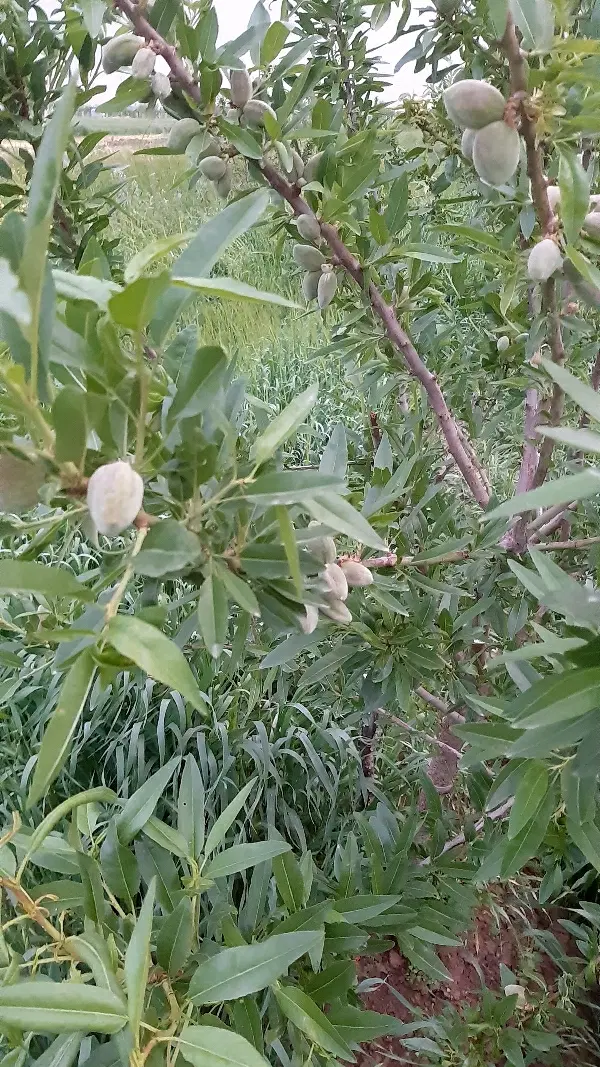 باغ نزدیک الوند