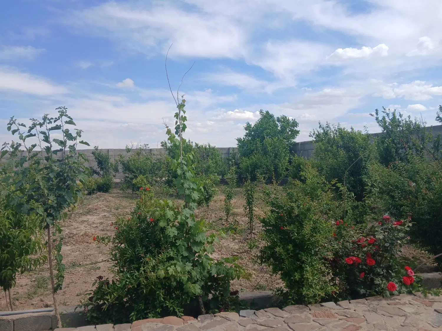 باغ وباغچه