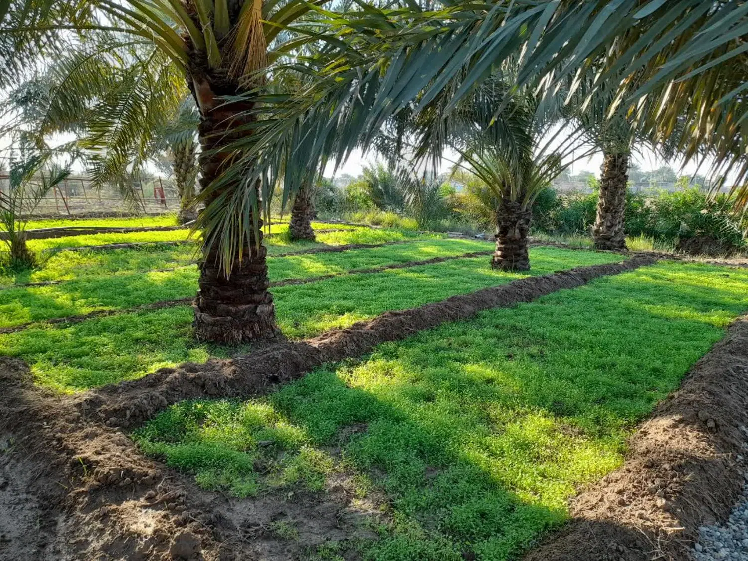 فروش زمین و باغ نخل در خرمشهر