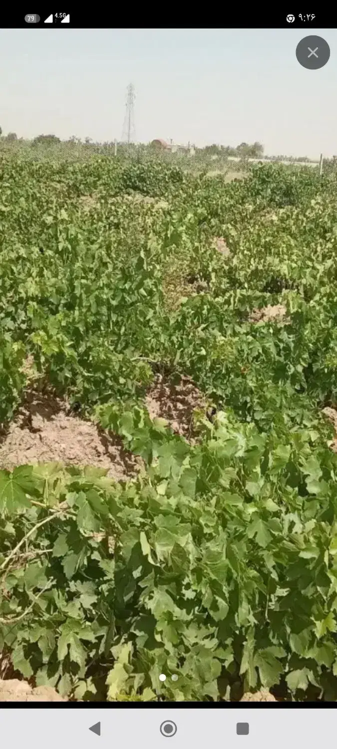 باغ انگور