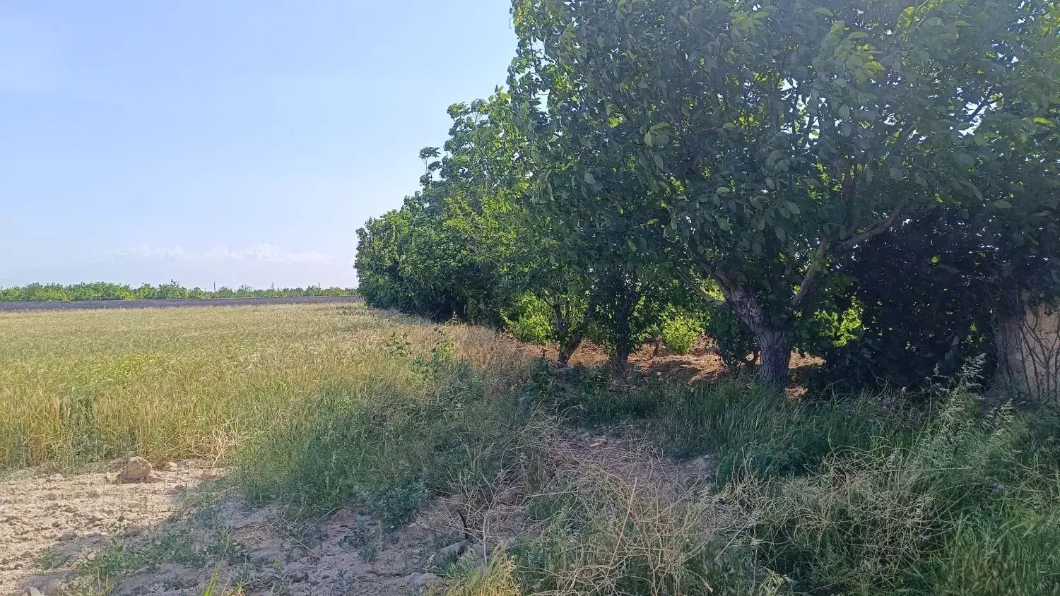 باغ انگور منجیل اباد